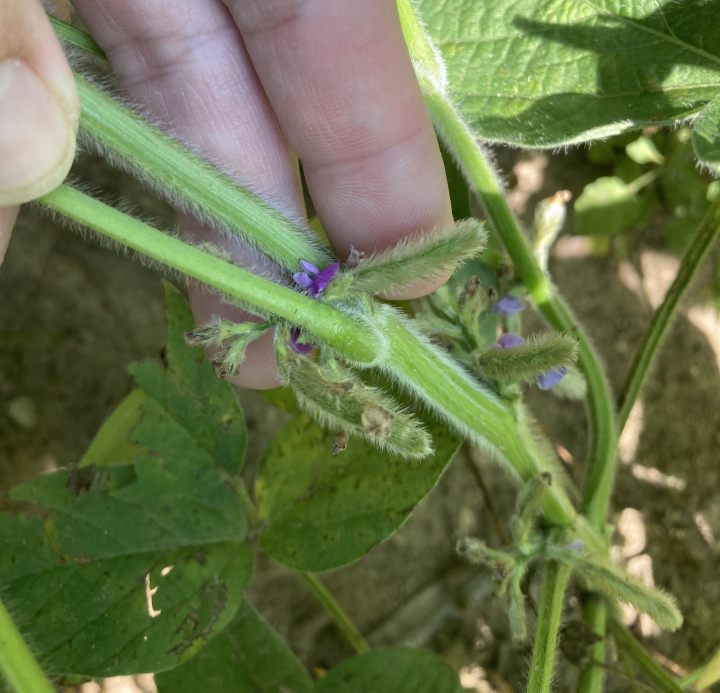 Soybean stems at R4 growth stage.